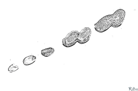 пирожни Саҳифаҳои Рангкунии Чопшаванда